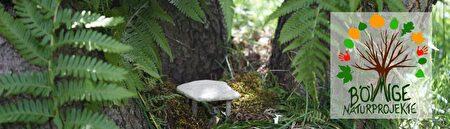 Böimige Naturprojekte