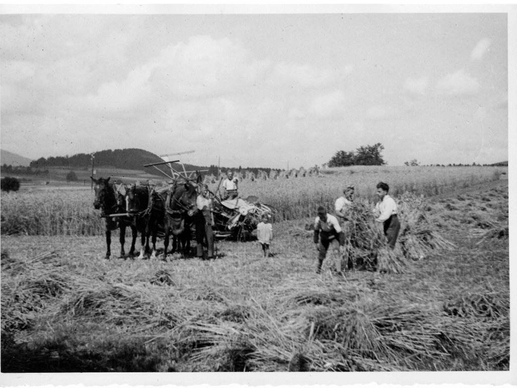 Strohernte im Vielbringenmoos (Fotografie)