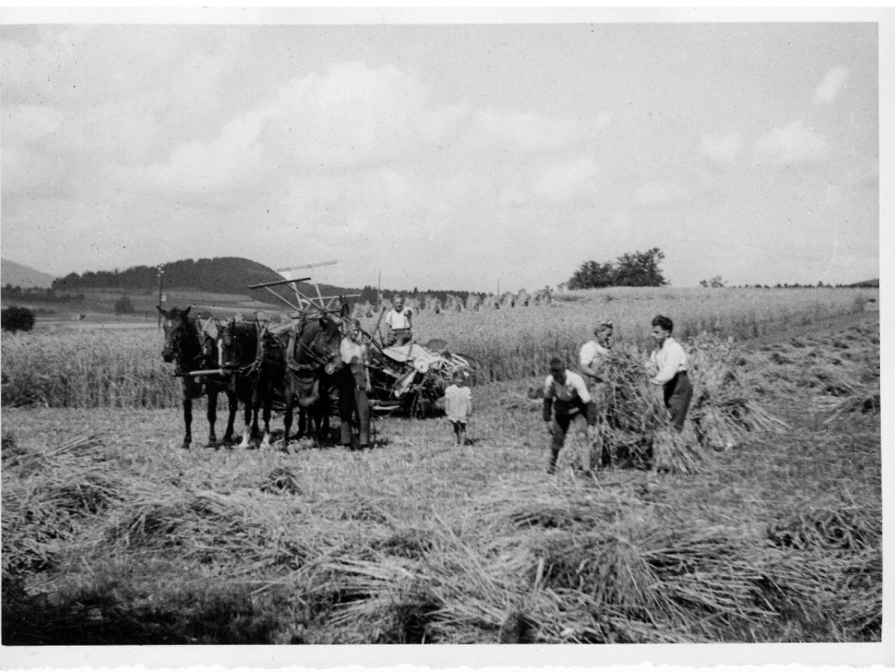 Strohernte im Vielbringenmoos (Fotografie)