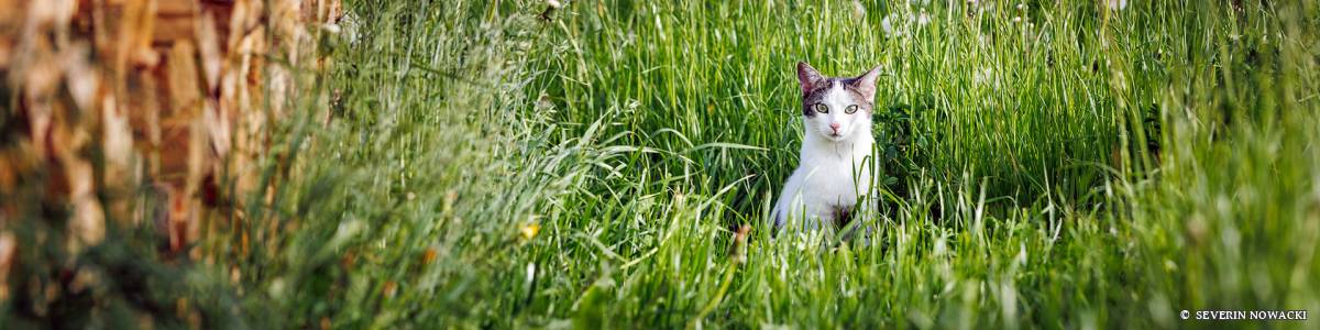 Katze in der Weise bei der Holzbeige Scheiterbeige