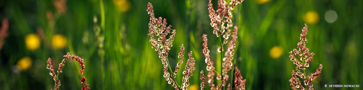 Sauerampfer in Wiese