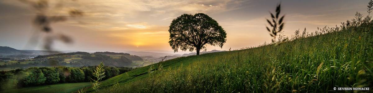 Sonneuntergang über dem Jura bei der Eiche ob Wattenwil