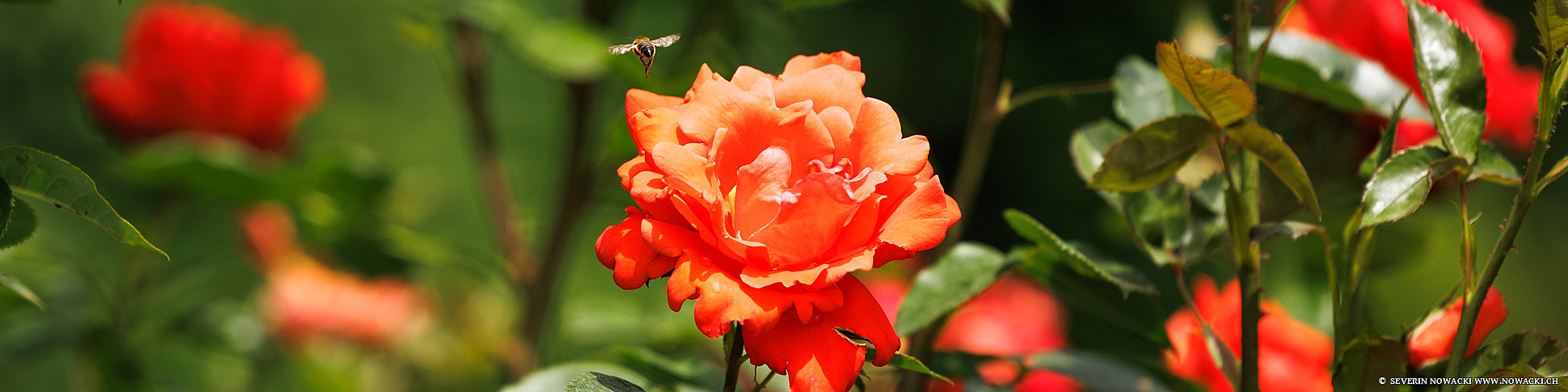 Rosenblüte Biene Sommer