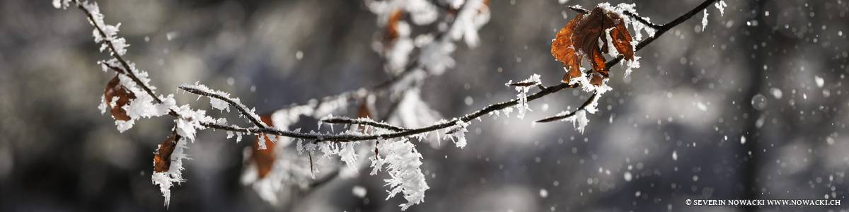 Buchenast Rauhreif Wintersonne